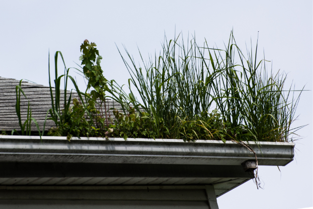 Bend dirty roof gutter system with grass and bush growing
